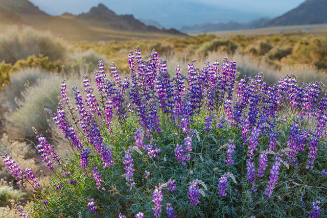 Desert Color