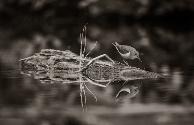 Reflective - Sandpiper