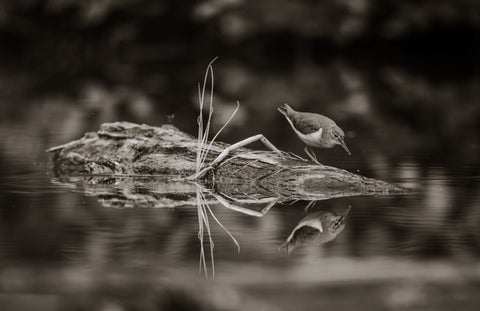Reflective - Sandpiper