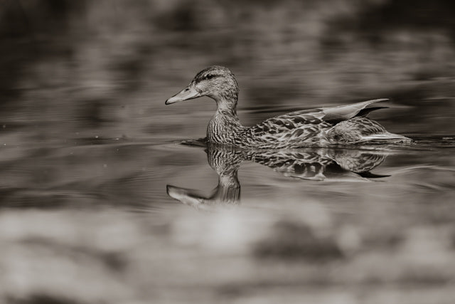 Reflective - Mallard