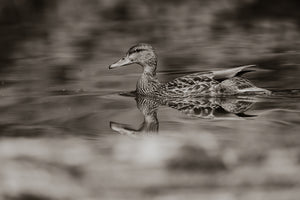 Reflective - Mallard