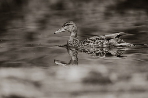 Reflective - Mallard