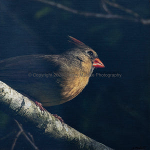 Cardinal