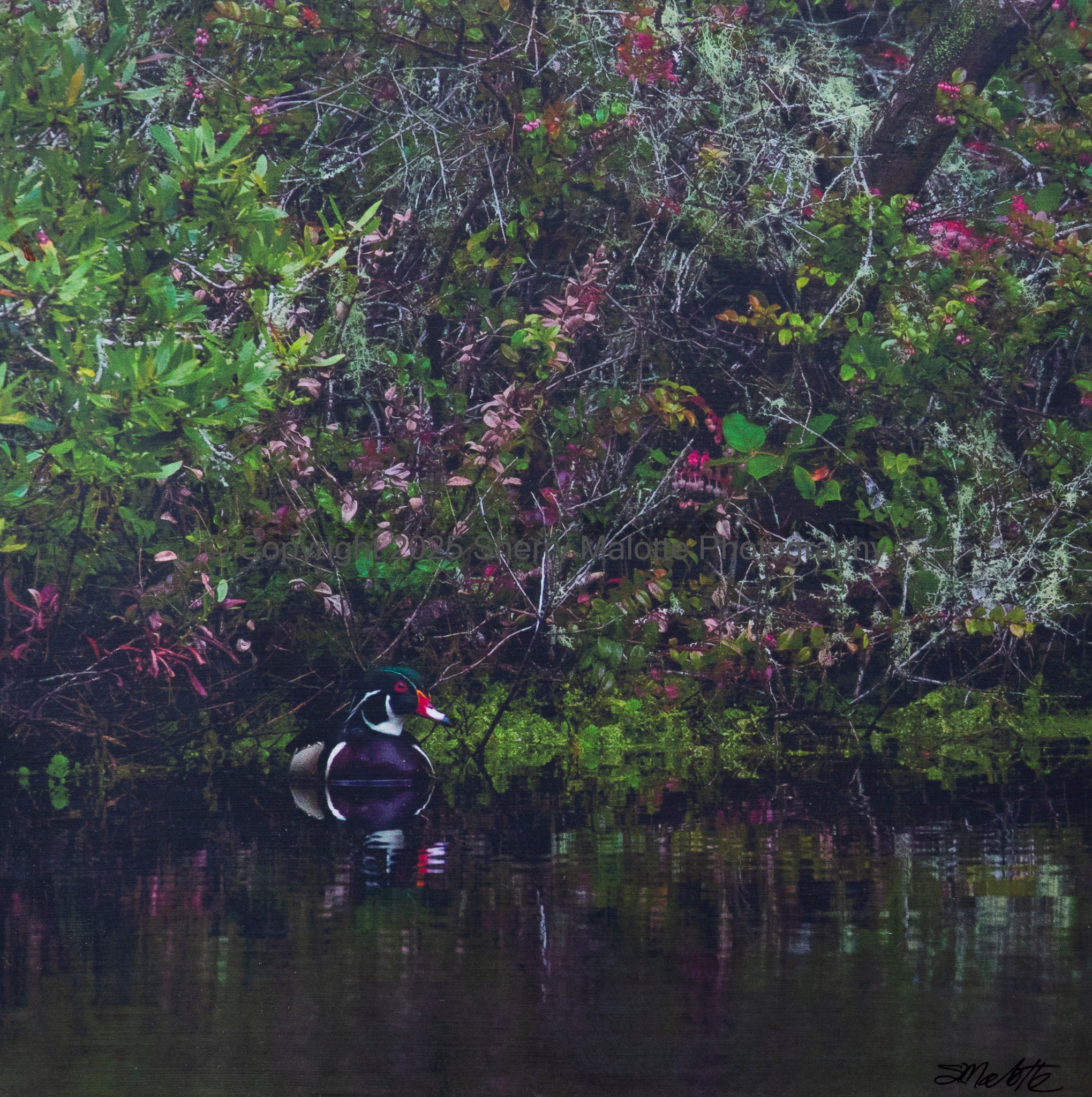 Wood Duck