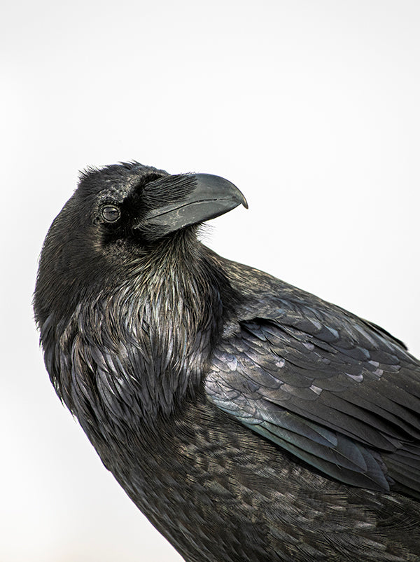 Raven 235