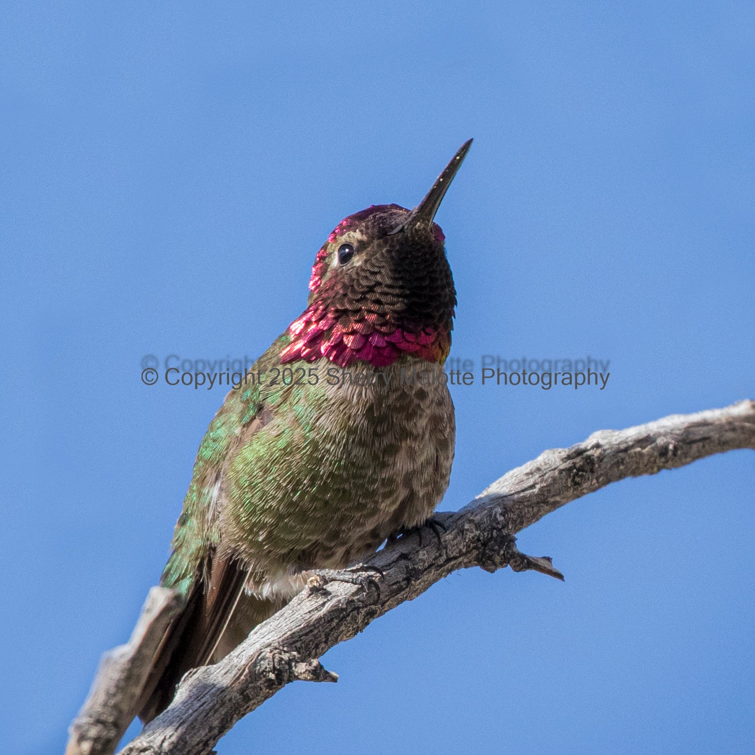 Anna's Hummingbird