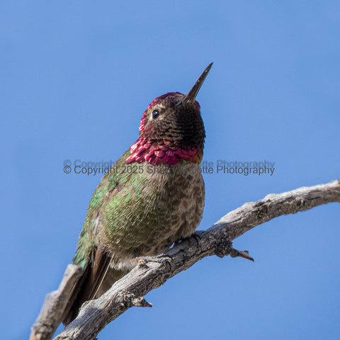 Anna's Hummingbird