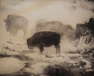 Bison Family