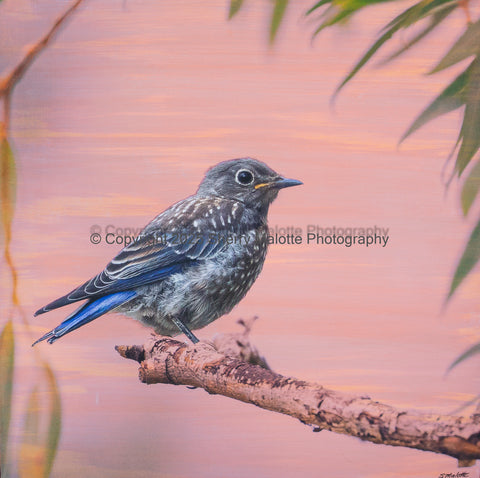 Bluebird On Orange