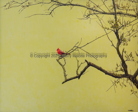 Cardinal on Green
