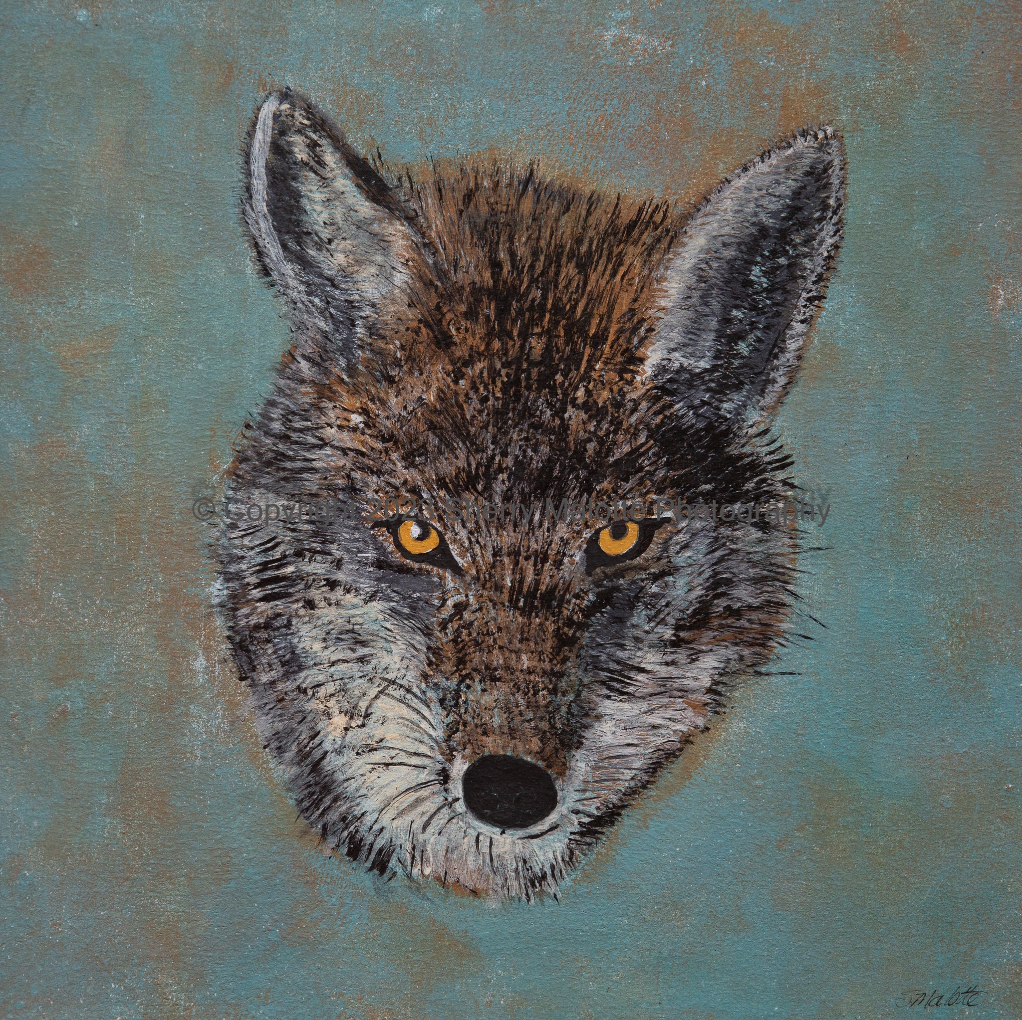 Coyote Face