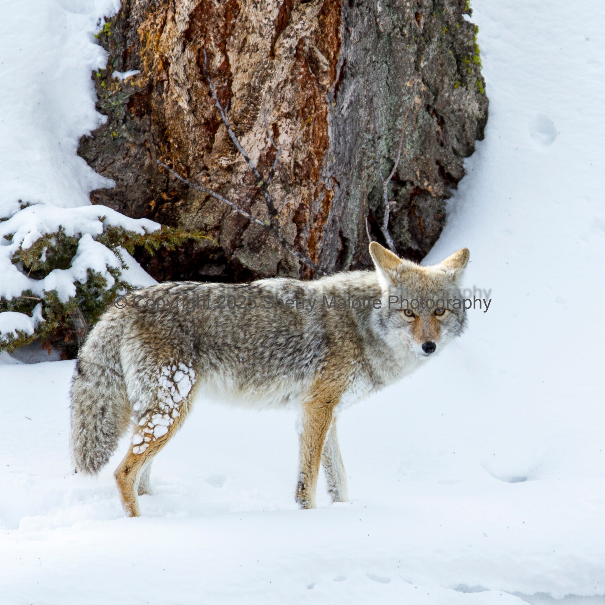 Coyote in Winter