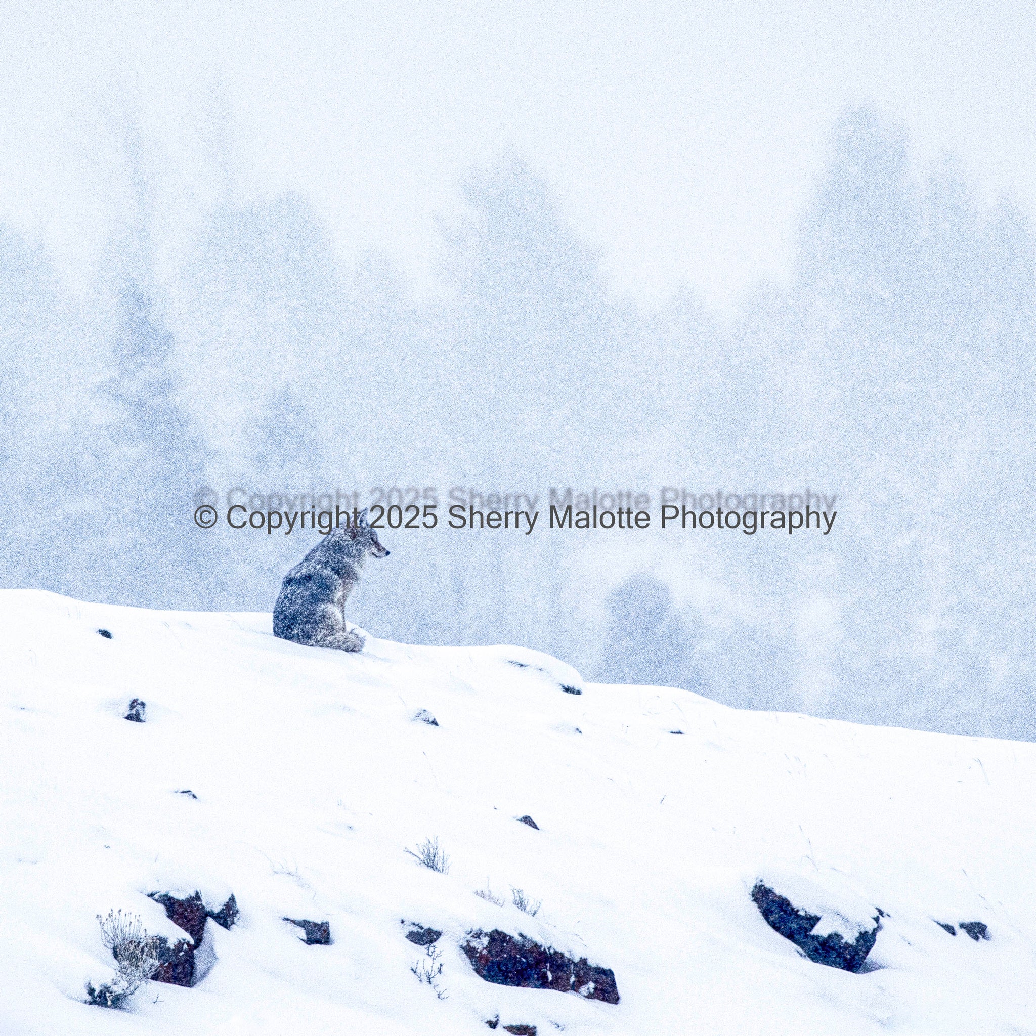 Coyote in a Snowstorm