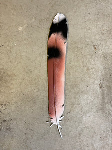 Kestrel Feather