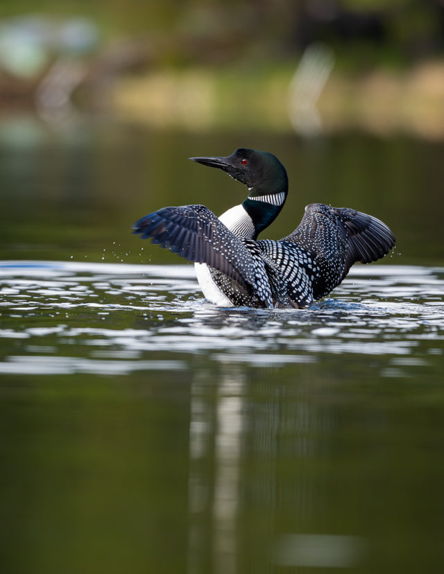 Loon