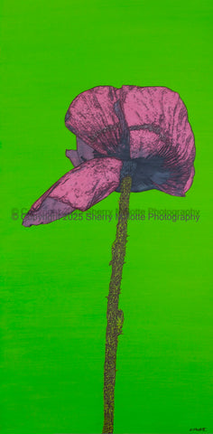 Poppy