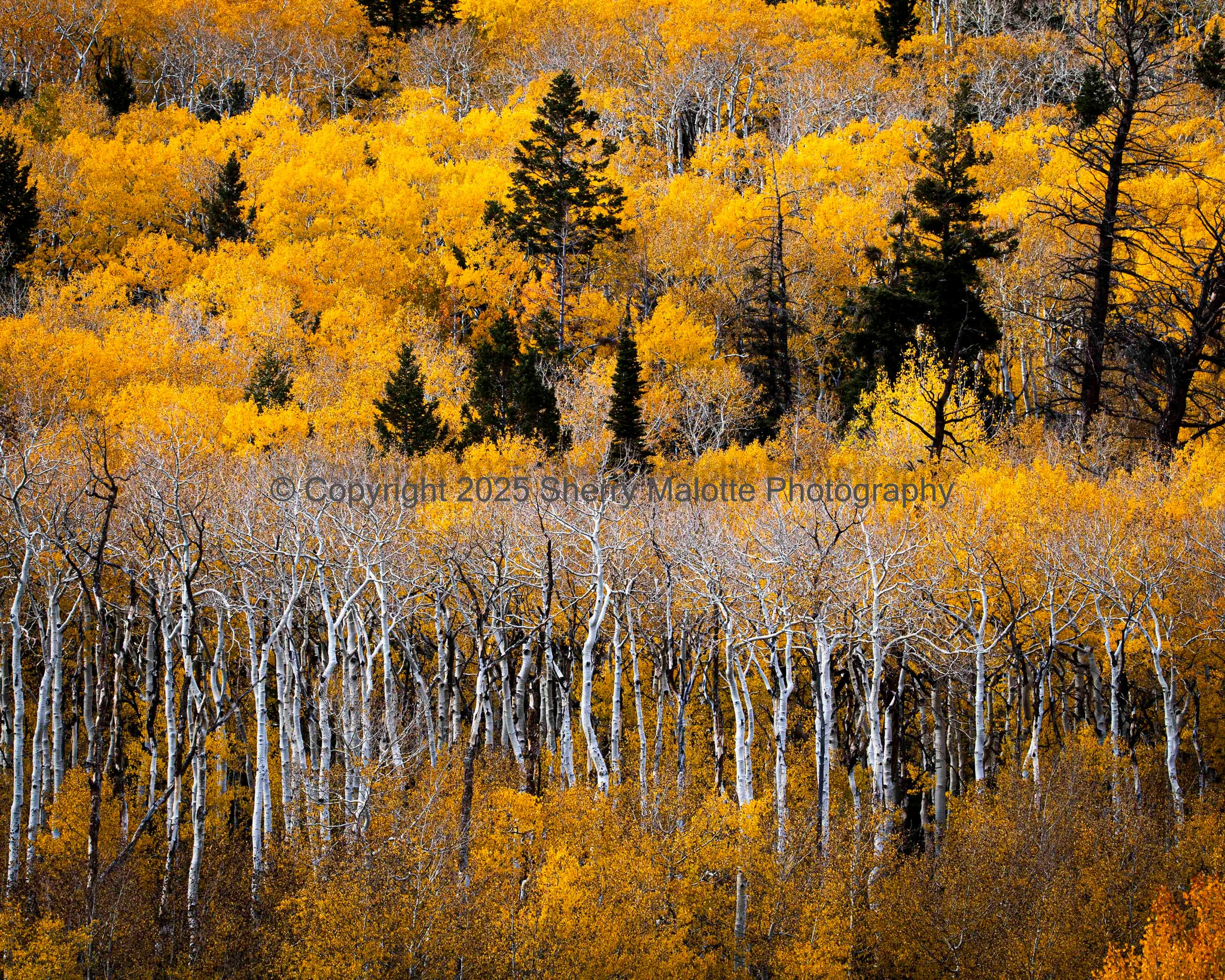 Quaking Aspen in Fall