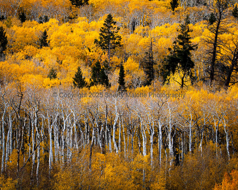 Quaking Aspen in Fall
