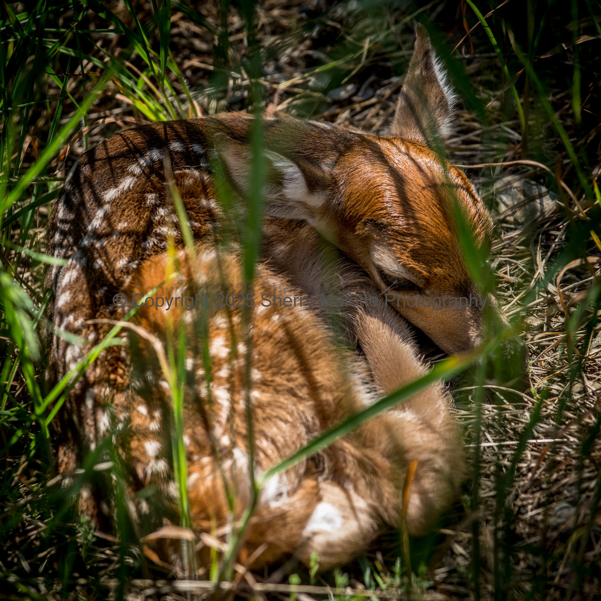 Resting Fawn
