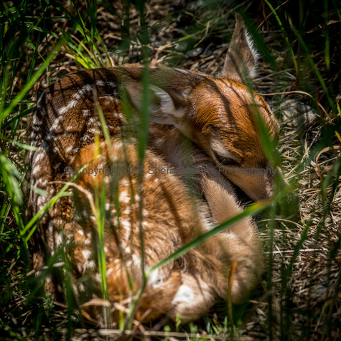 Resting Fawn