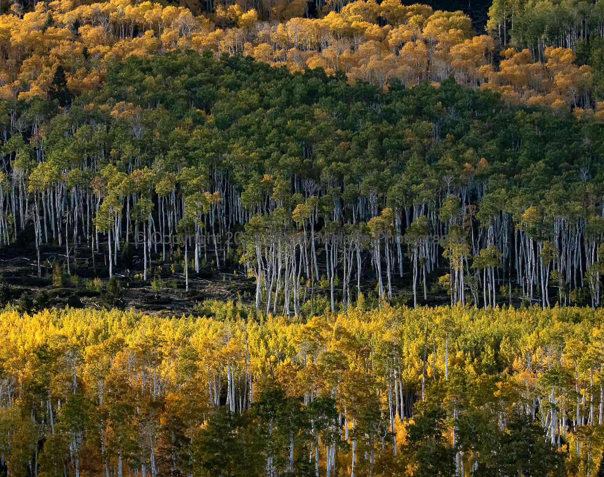 Sacred Spaces Golden Forest – Winthrop Gallery