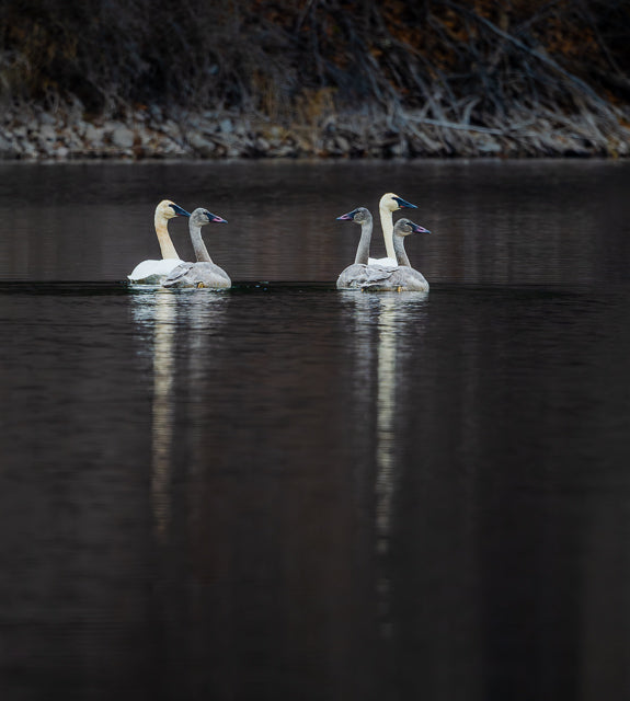 Swan Lake