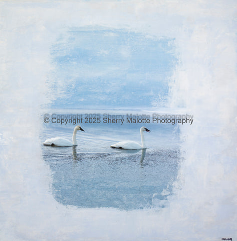 Swans At Dawn