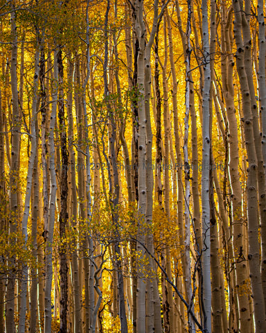 The Forest for the Trees