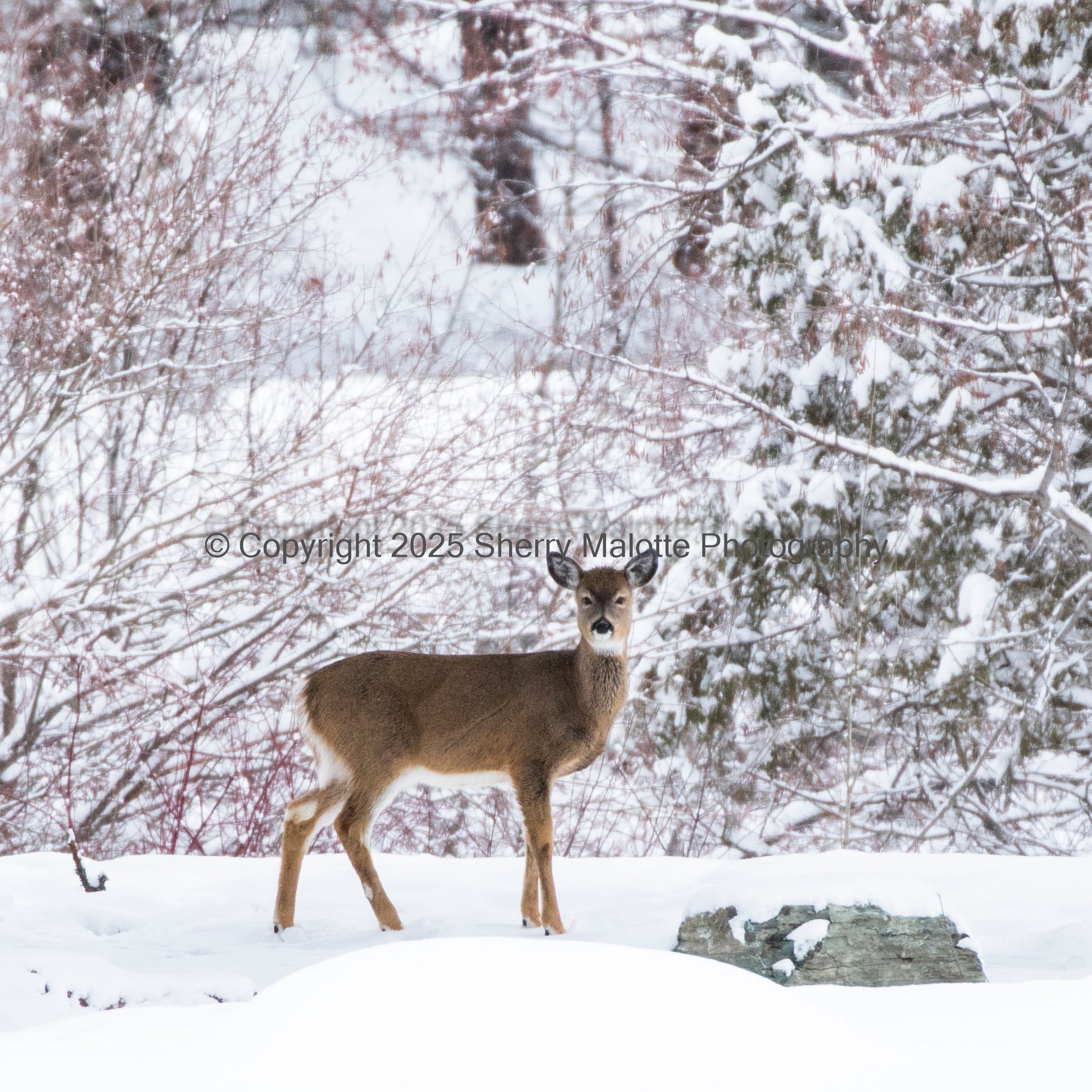 Winter Deer