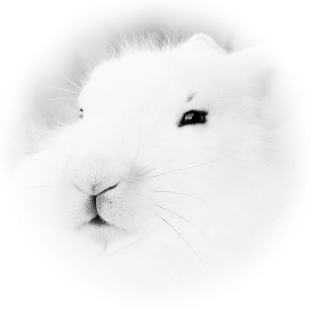 Arctic Hare 1