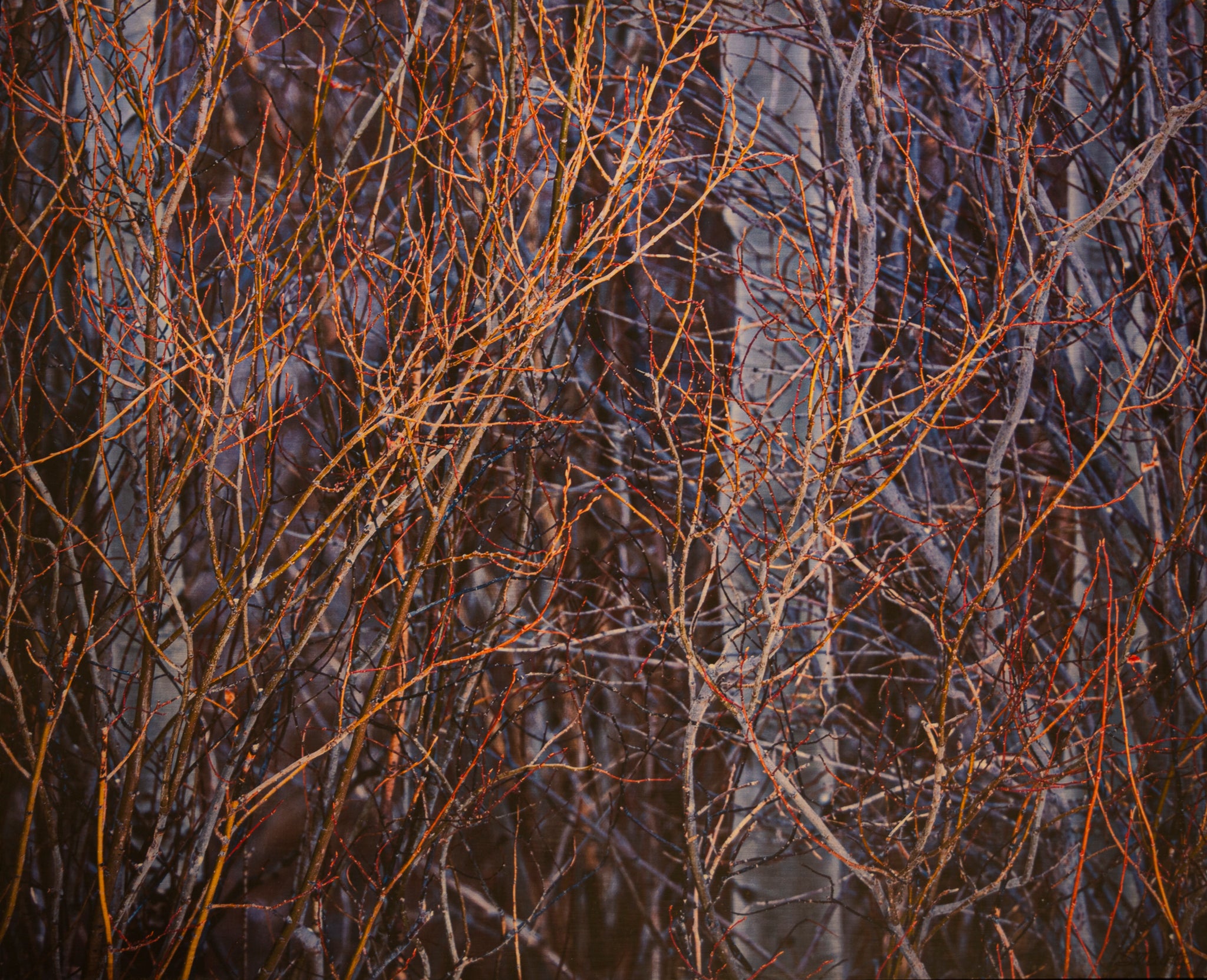 Willow and Aspen