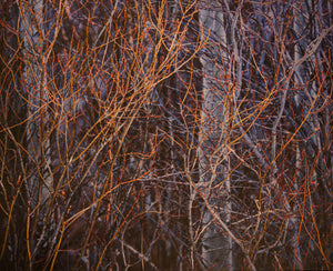 Willow and Aspen