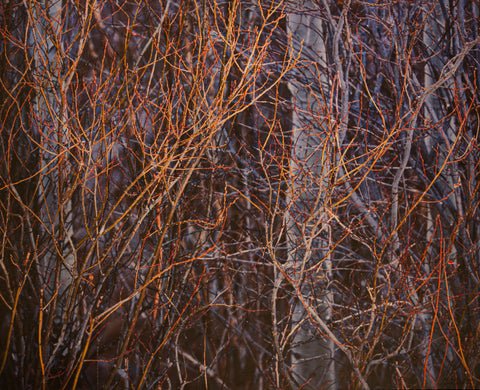 Willow and Aspen