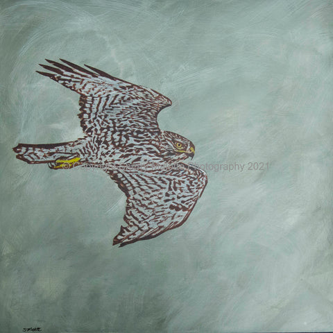 Sharp-shinned hawk