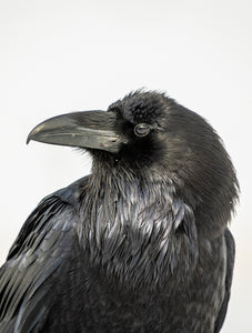 Raven 145